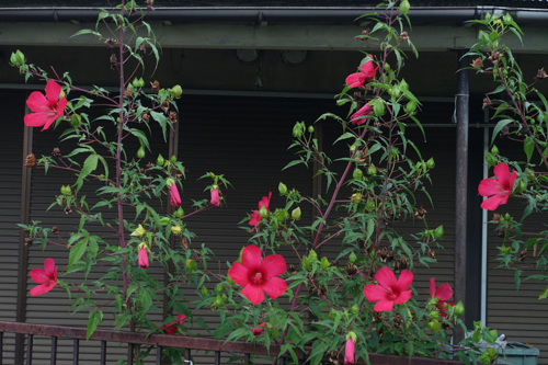 DSC07812.jpg