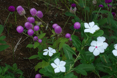 DSC07836.jpg