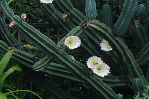 DSC07842.jpg