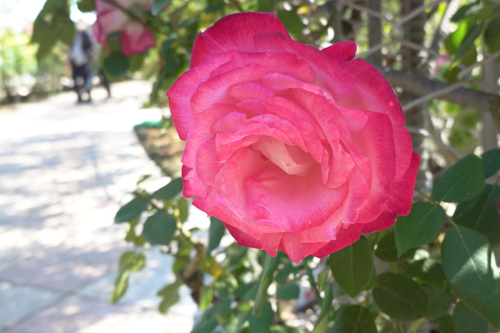 DSC07887.jpg