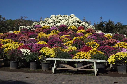 DSC07904.jpg