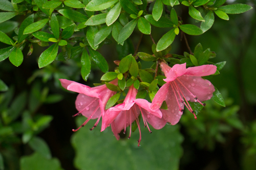 DSC08055.jpg