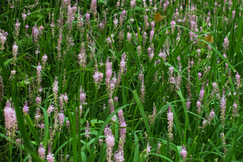 DSC08152.jpg