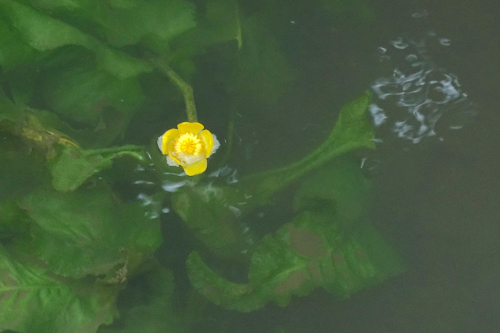 DSC08204.jpg