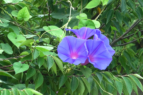 DSC08255.jpg