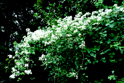 DSC08272.jpg