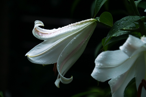 DSC08279.jpg