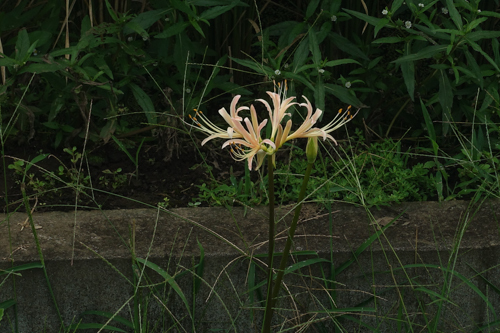 DSC08298.jpg