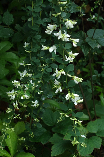 DSC08310.jpg