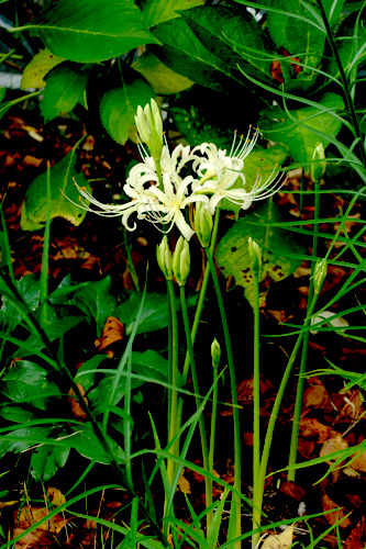DSC08423.jpg