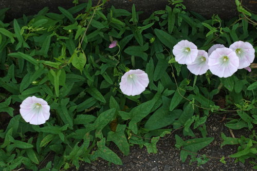 DSC08460.jpg