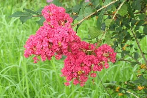 DSC08478.jpg