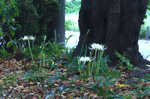 DSC08598.jpg