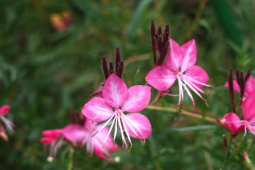 DSC08645.jpg