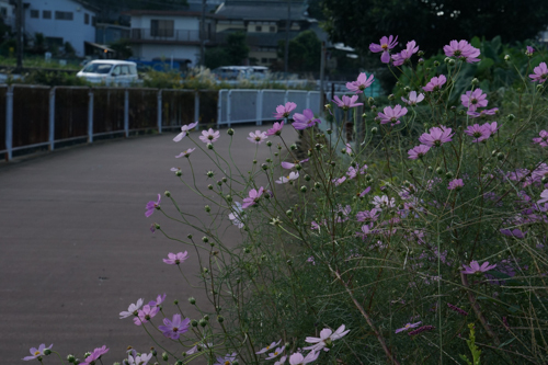 DSC08659.jpg