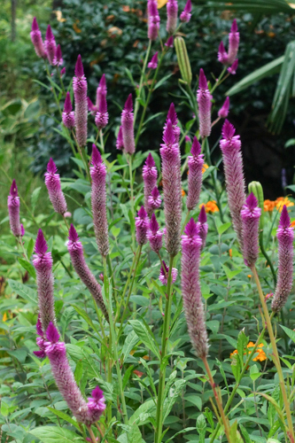 DSC08833.jpg