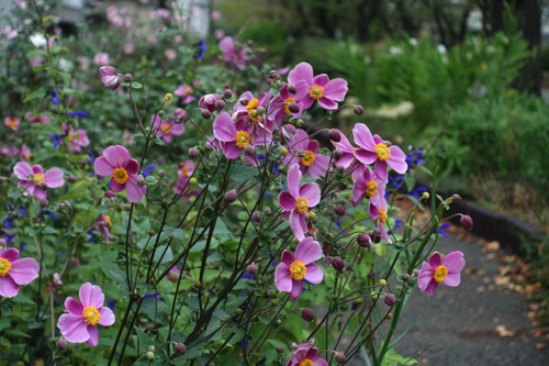 DSC08850.jpg