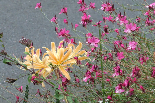 DSC08860.jpg