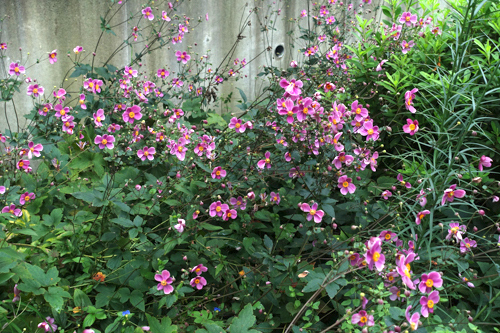 DSC08867.jpg
