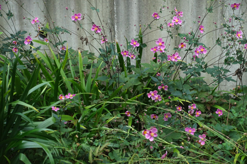 DSC08869.jpg