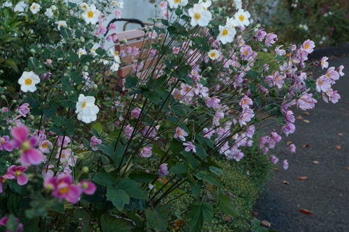 DSC08903.jpg