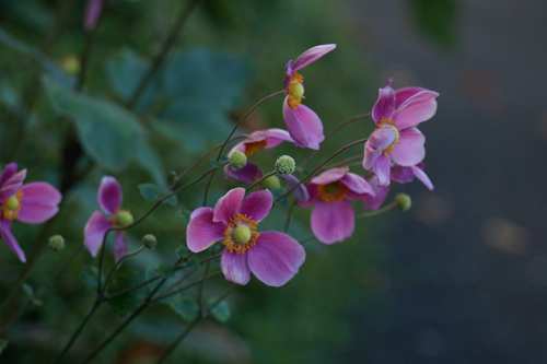 DSC08908.jpg
