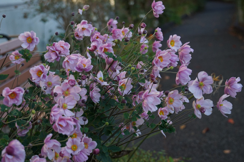 DSC08911.jpg