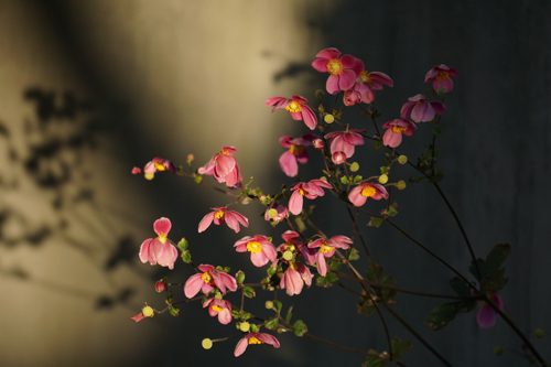 DSC08914.jpg