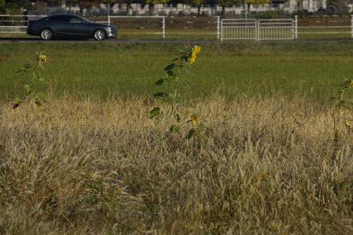 DSC09048.jpg