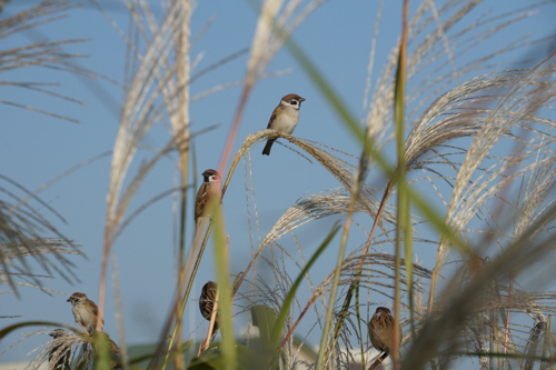 DSC09052.jpg