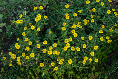 DSC09766.jpg
