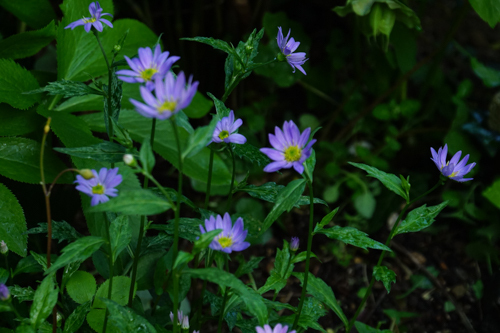 DSC09984.jpg