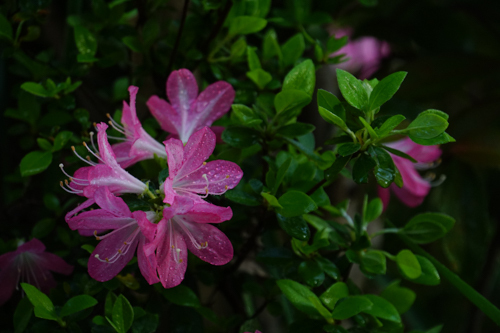 DSC09990.jpg