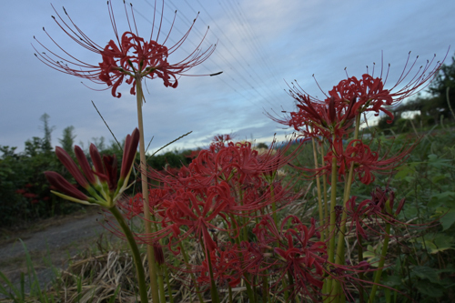 DSC_2678.jpg