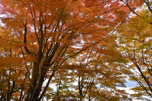 DSC_2764.jpg