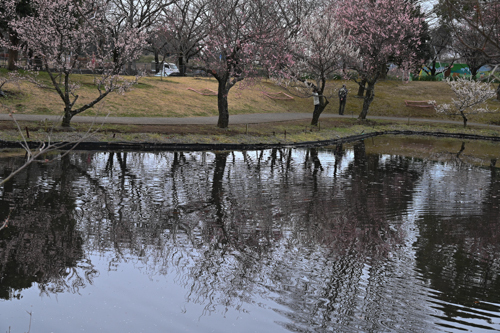 DSC_4646.jpg