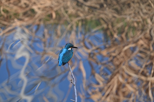 DSC_4759.jpg