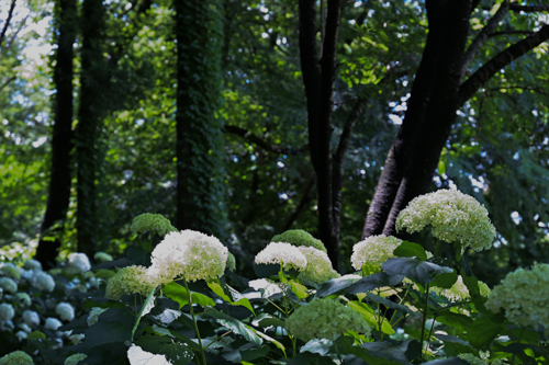 DSC_6105.jpg