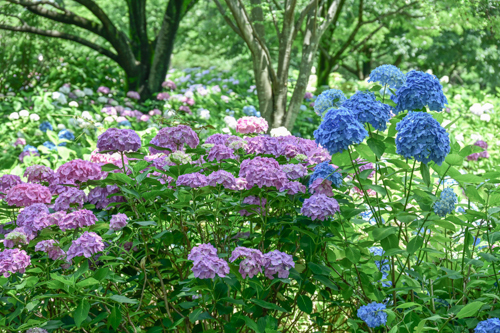 DSC_6126.jpg