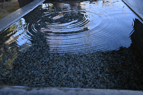 DSC_9384.jpg