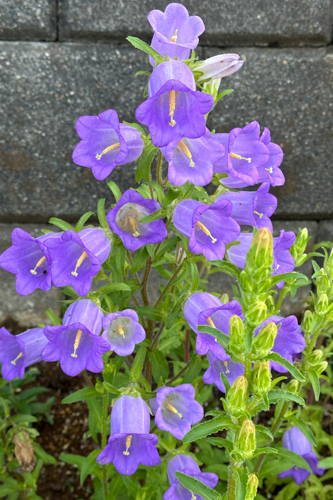 IMG_3275.jpg