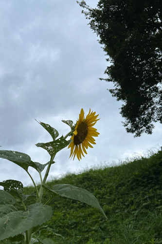 IMG_5275.jpg