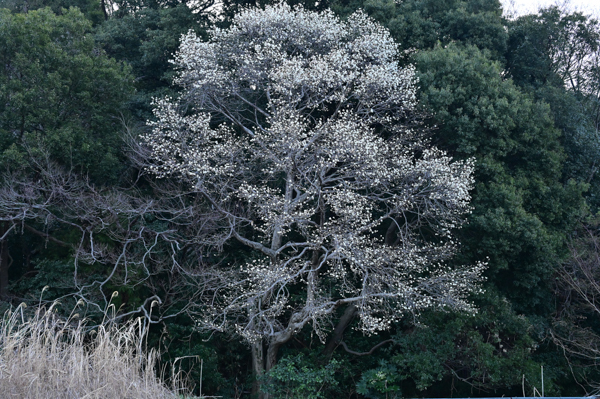 DSC_4435.jpg