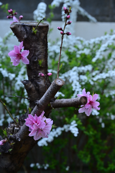 DSC_4488.jpg