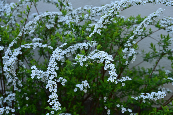 DSC_4491.jpg