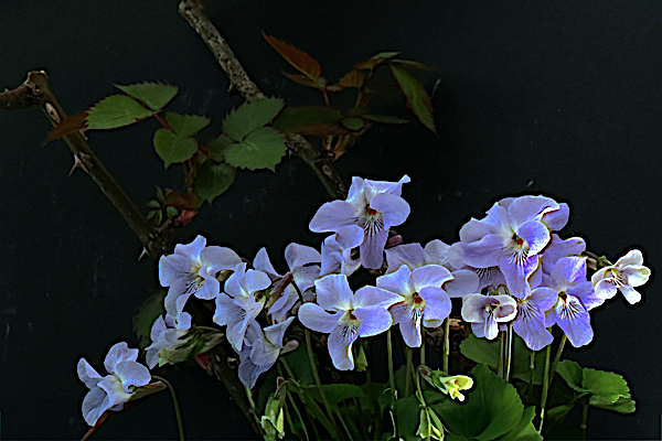 IMG_0063.jpg